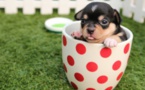 Formation pour les maîtres des chiens catégorisés