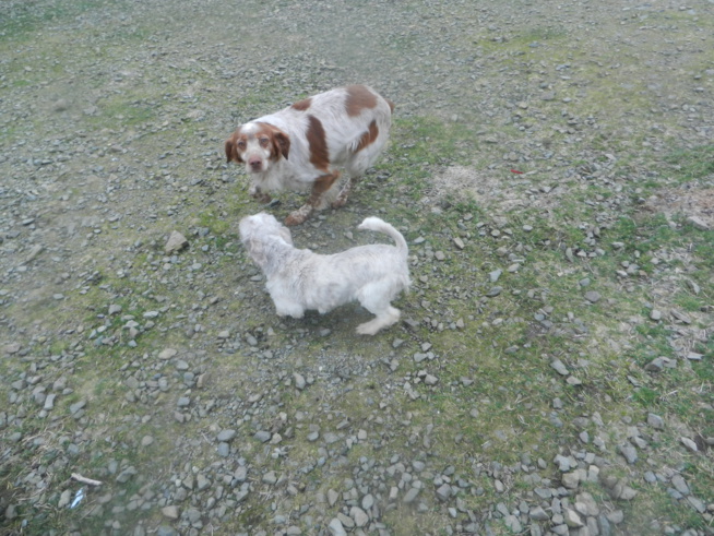 Votre loulou en vacances Votre loulou en vacances