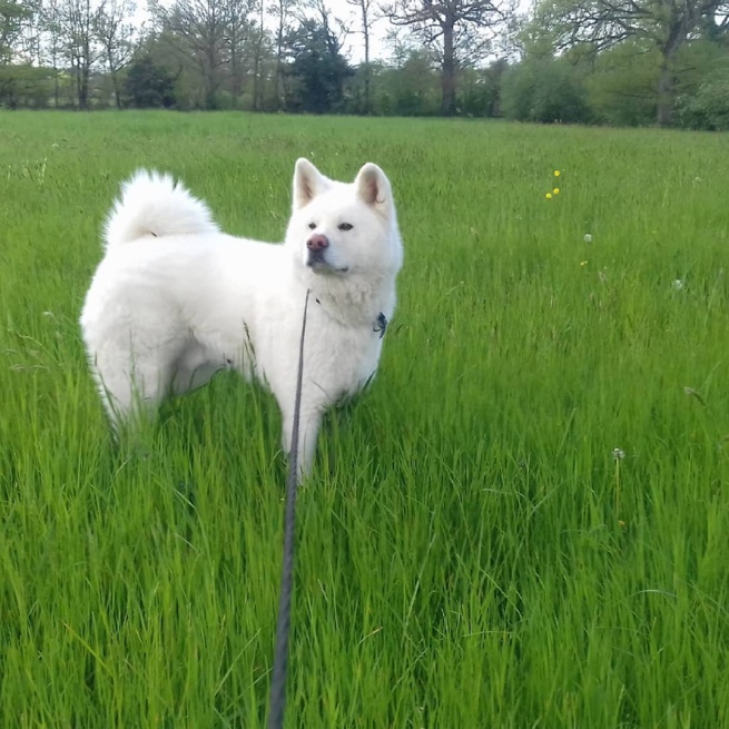 En promenade !