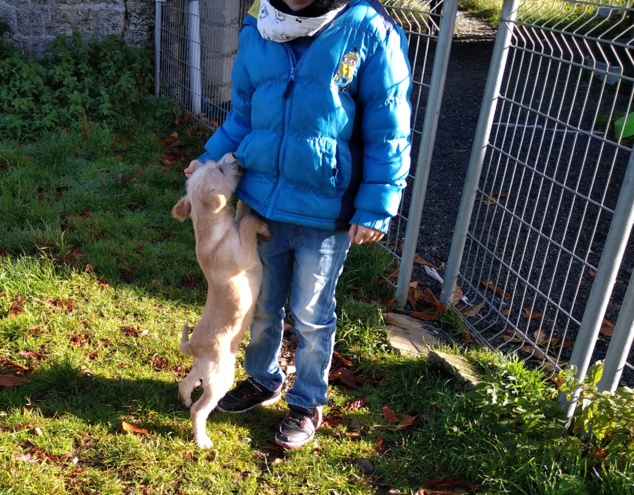 Petit fox à adopter Petit fox à adopter