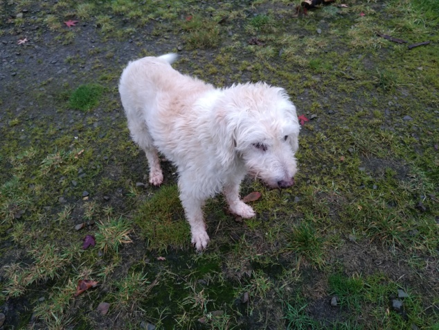 Bayron, un vieil habitué de la pension Bayron, un vieil habitué de la pension