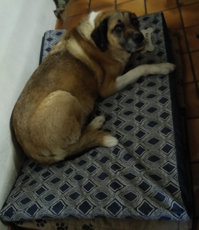 Tapis adopté par Finette Tapis adopté par Finette