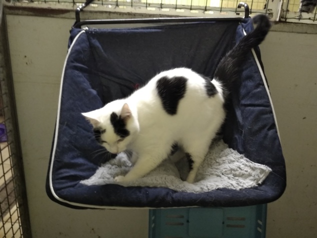 Après près d'un mois en pension, la belle Kitty a quitté son hamac pour retrouver sa maîtresse Après près d'un mois en pension, la belle Kitty a quitté son hamac pour retrouver sa maîtresse