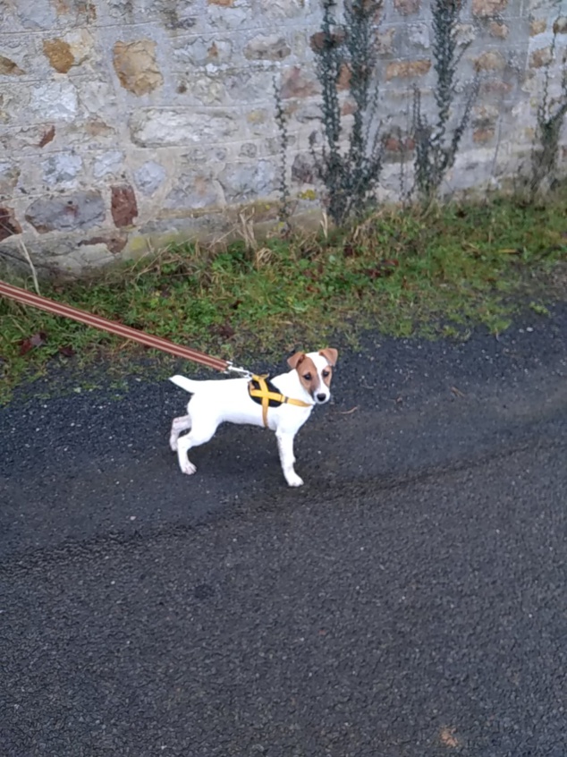 Only, petite jack russel en éducation Only, petite jack russel en éducation