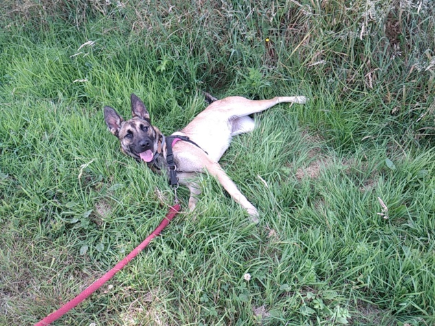 Pupuce, adorable malinoise en éducation Pupuce, adorable malinoise en éducation