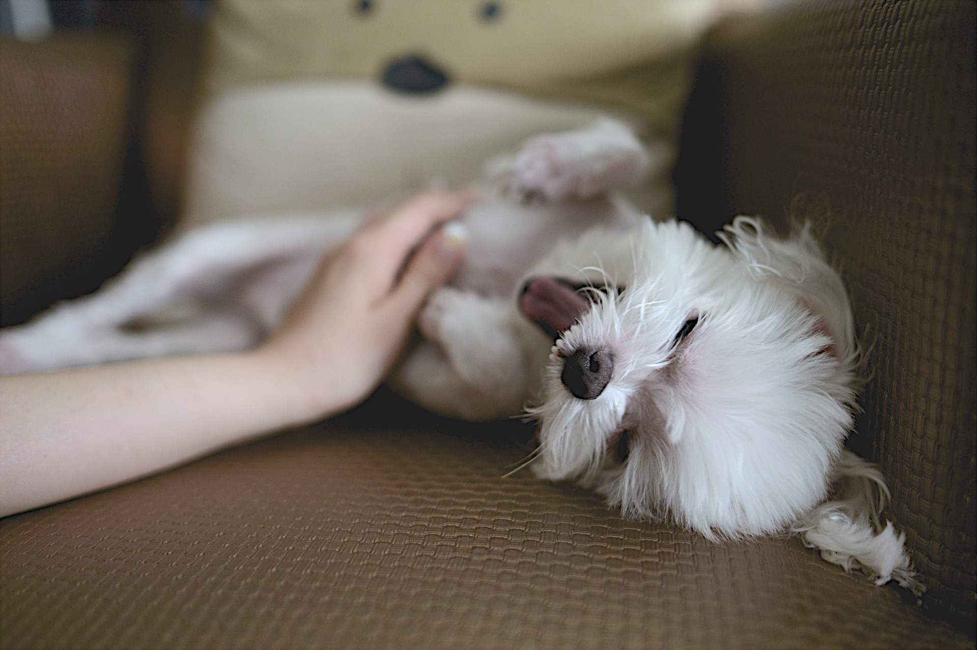 Nouveau Service Massage canin ou félin