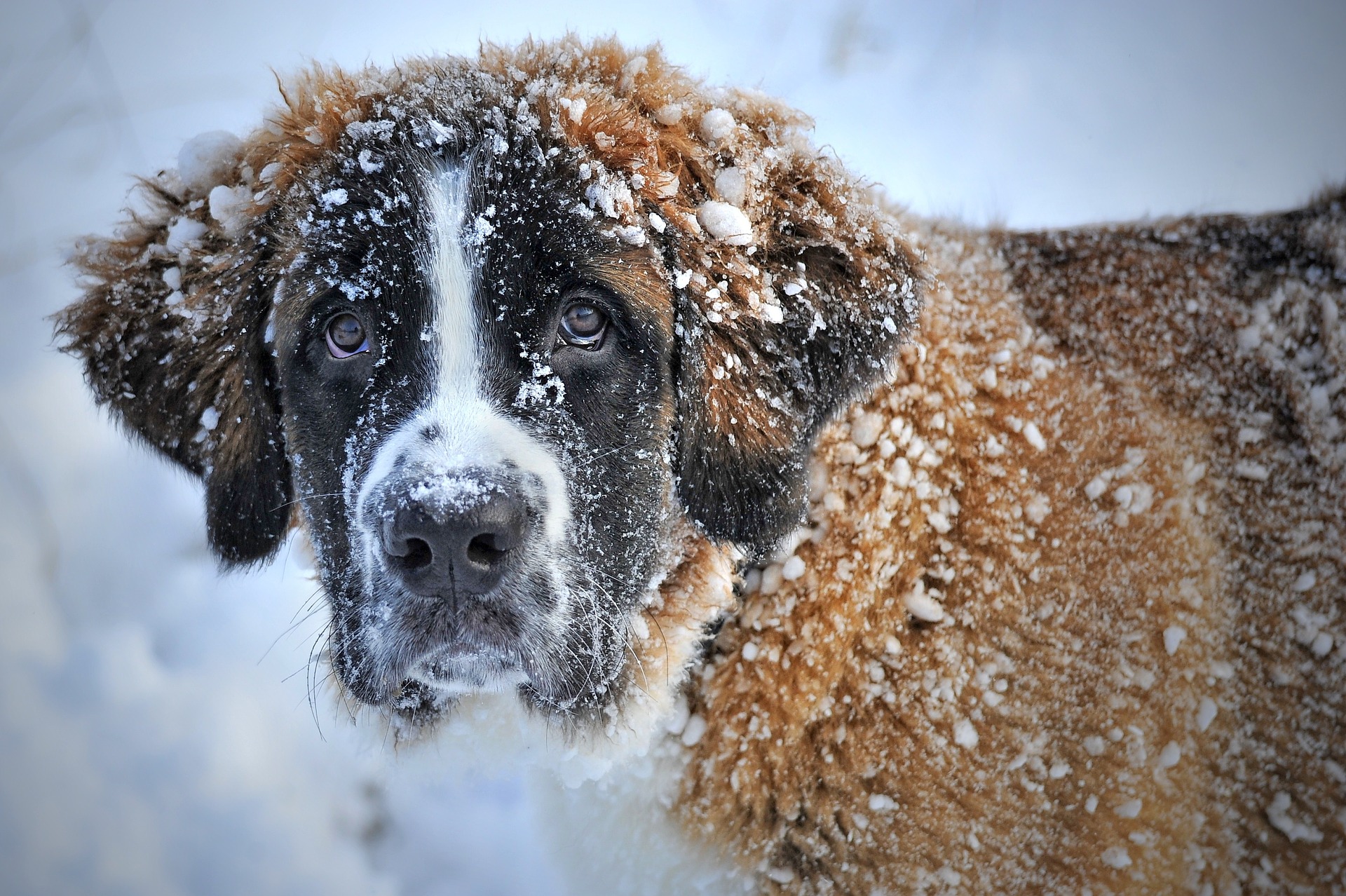 "Les essentiels du bien vivre avec son chien"