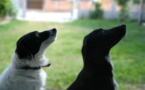 Bien vivre avec mon chien, les bases de l'obéissance Bien vivre avec mon chien, les bases de l'obéissance