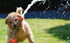 Le chien "mordeur" Le chien "mordeur"