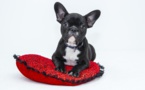 Le chien "destructeur" Le chien "destructeur"