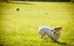 Le chien "aboyeur"