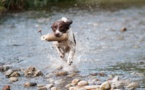 Le chien "Fugueur" Le chien "Fugueur"