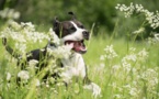 Formation des Maîtres des chiens catégorisés