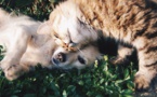 Prendre soin de son animal au naturel Prendre soin de son animal au naturel