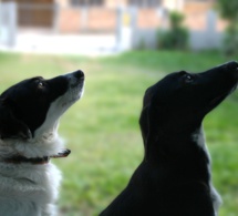 Bien vivre avec mon chien, les bases de l'obéissance