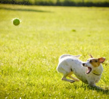 Le chien "aboyeur"