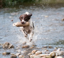 Le chien "Fugueur"