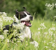 Formation des Maîtres des chiens catégorisés