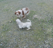 Votre loulou en vacances Votre loulou en vacances