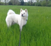 En promenade !