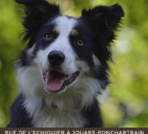 Journée du chien