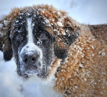 "Les essentiels du bien vivre avec son chien"