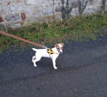 Only, petite jack russel en éducation