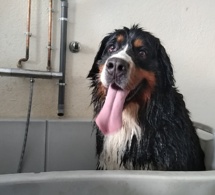 Les grands chiens aussi adorent se faire papouiller