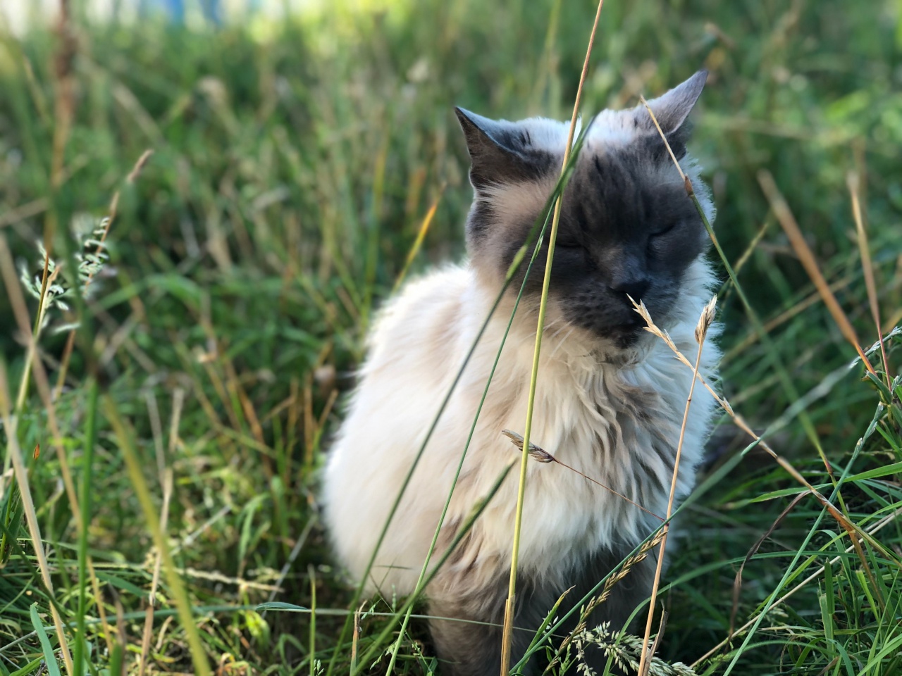 Découvrez l'univers de Quat'Pattes & Cie Découvrez l'univers de Quat'Pattes & Cie