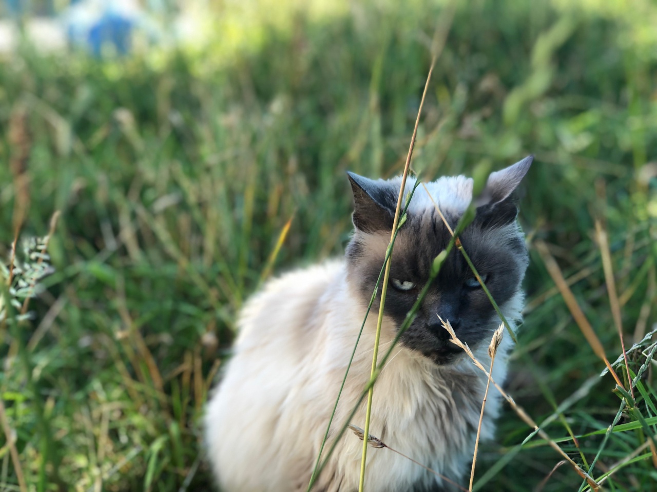 Découvrez l'univers de Quat'Pattes & Cie Découvrez l'univers de Quat'Pattes & Cie